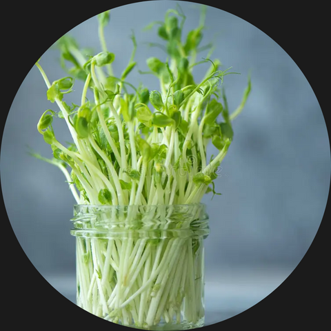 Pea Shoots Micro Greens