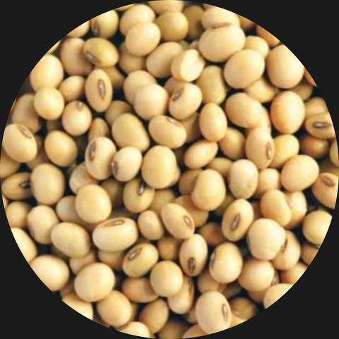 SOY (soya)  BEANS ORGANIC