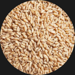 SPELT GRAIN BIODYNAMIC AUST