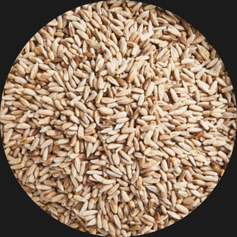 RYE GRAIN ORGANIC AUST