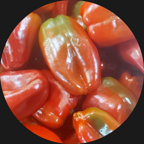 CAPSICUM MULTI MIX ORGANIC