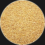 YELLOW MUSTARD SEED